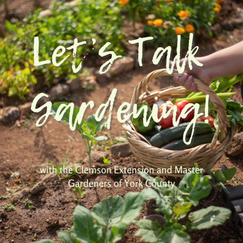 image background is a row garden with an arm holding a basket with various garden vegetables inside; text overlay says, "Let's talk gardening! with the Clemson Extension and Master Gardeners of York County"