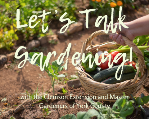 image background is a row garden with an arm holding a basket with various garden vegetables inside; text overlay says, "Let's talk gardening! with the Clemson Extension and Master Gardeners of York County"