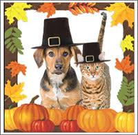 Dog and cat with pilgrim hats on.  